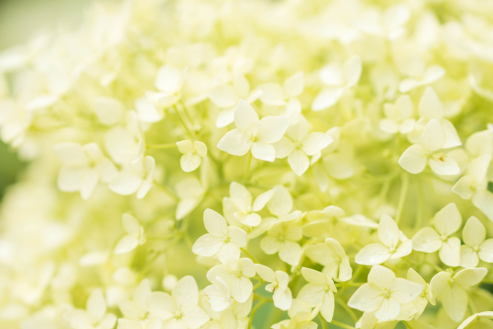 磯山神社　鹿沼市　白い花　とちぎのしゅし　