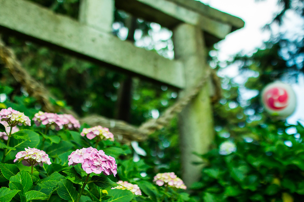 磯山神社　鹿沼市　鳥居と花　とちぎのしゅし