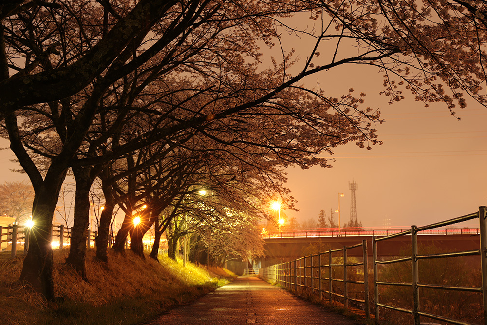 夜桜　サイクリングロード　日光市の桜　栃木県観光　とちのしゅし