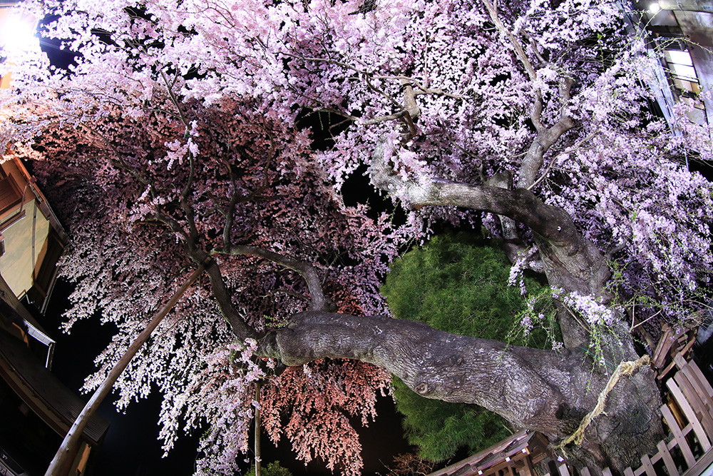 推定樹齢370年の『高田家のしだれ桜　２　日光市の桜　栃木県観光　とちのしゅし