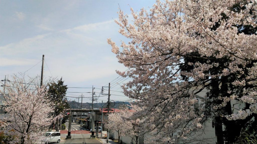 八雲神社の桜　那須烏山　栃木県