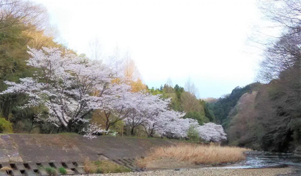 龍門の滝の桜　那須烏山　栃木県