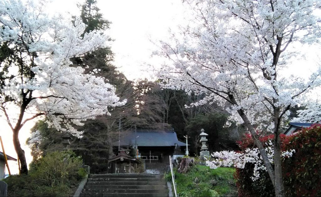 八雲神社の桜　那須烏山　栃木県