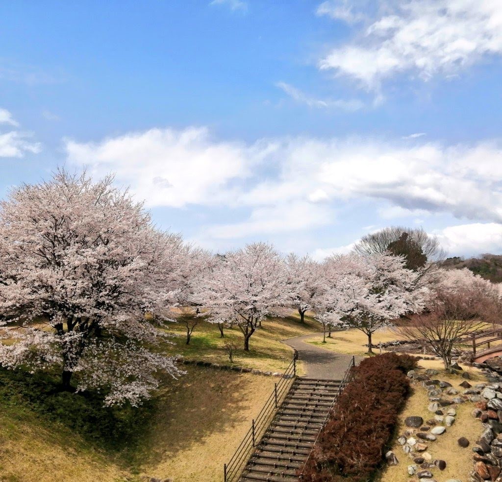 清水川せせらぎ公園の桜　階段　栃木県