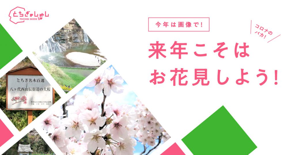 栃木の桜　お花見　とちぎのしゅし　那須烏山
