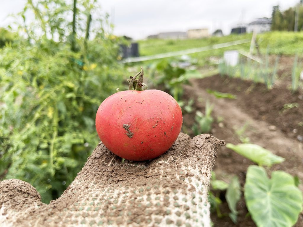 とちぎのしゅし　畑　雨の日　収穫　トマト